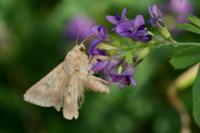Helicoverpa armigera