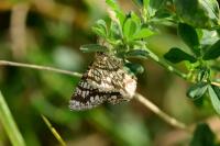 Chiasmia clathrata