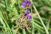 Chiasmia clathrata