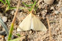 Rhodometra sacraria