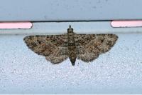 Gymnoscelis rufifasciata