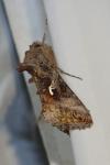 Autographa gamma