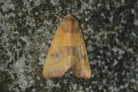 Atethmia centrago