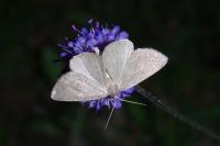 Pachycnemia tibiaria tibiaria