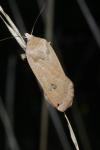 Noctua pronuba