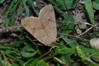 Propenistra laevis