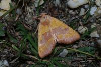 Atethmia centrago
