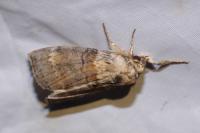 Cymatophorina diluta