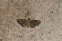 Eupithecia linariata