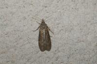 Lamoria anella
