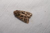Leucochlaena oditis
