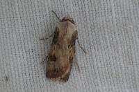 Agrotis puta