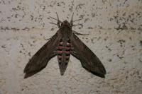Agrius convolvuli