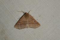 Crocallis dardoinaria
