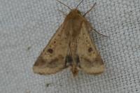 Helicoverpa armigera