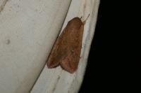 Mythimna unipuncta