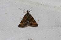Pyrausta despicata