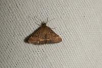 Pyrausta despicata