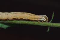 Euclidia glyphica