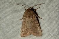 Hoplodrina octogenaria