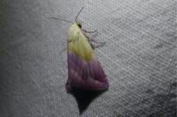 Eublemma purpurina