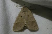 Ammoconia caecimacula