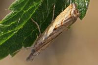 Agriphila geniculea