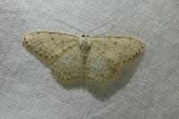 Scopula marginepunctata