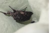 Violaphotia molothina occidentalis
