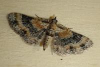 Eupithecia linariata