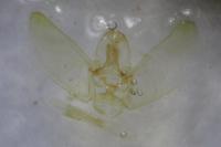 Eupithecia linariata