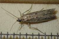 Homoeosoma nimbellum