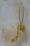 Homoeosoma nimbellum