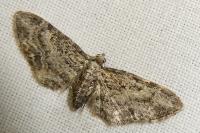 Eupithecia inturbata