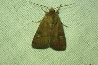 Xestia xanthographa