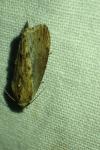 Galleria mellonella