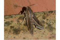 Hippotion celerio
