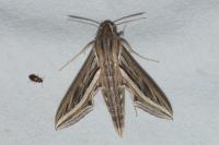 Hippotion celerio