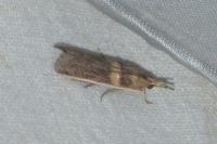 Etiella zinckenella