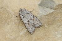 Lithophane ornitopus