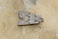 Lithophane ornitopus