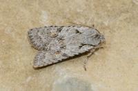 Lithophane ornitopus