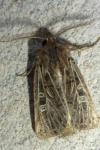 Tholera decimalis