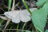 Selidosema brunnearia brunnearia