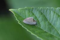 Cilix glaucata