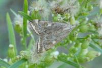 Loxostege sticticalis