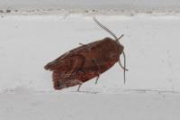 Cosmia affinis