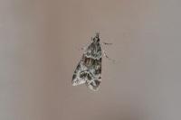 Eudonia mercurella
