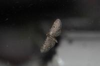Eupithecia tripunctaria