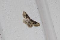Idaea rusticata